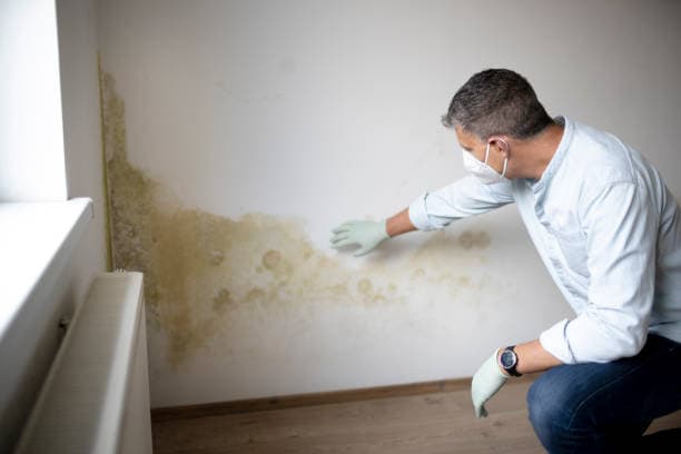Apartment Damp Fix & Repaint